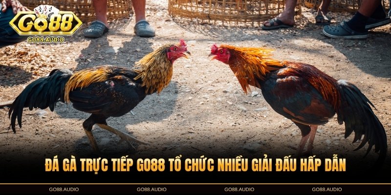 Các giải đấu đá gà trực tiếp GO88 hot nhất hiện nay