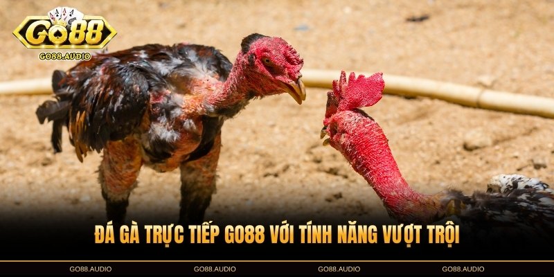 Đá gà trực tiếp GO88 có gì nổi bật?