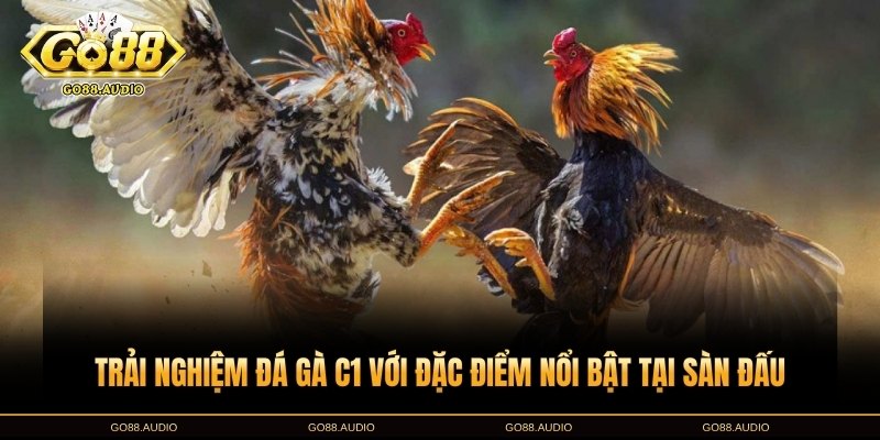 Đá gà C1 và những đặc điểm nổi bật